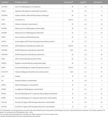 Lapatinib-induced enhancement of mitochondrial respiration in HER2-positive SK-BR-3 cells: mechanism revealed by analysis of proteomic but not transcriptomic data